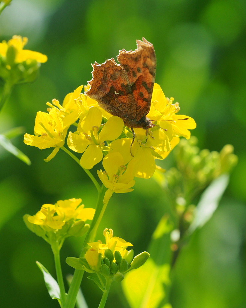 「ラブリバー親水公園うぬき」から 春の花_c0305565_17391781.jpg