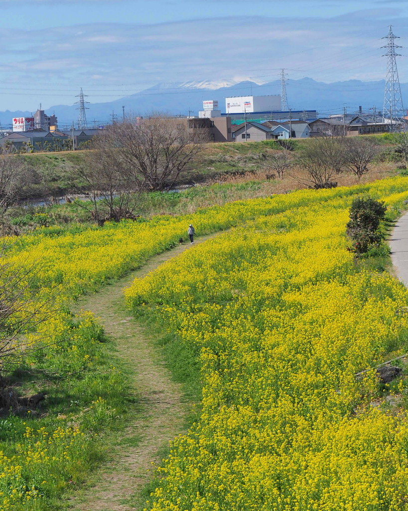 「ラブリバー親水公園うぬき」から 春の花_c0305565_17401184.jpg