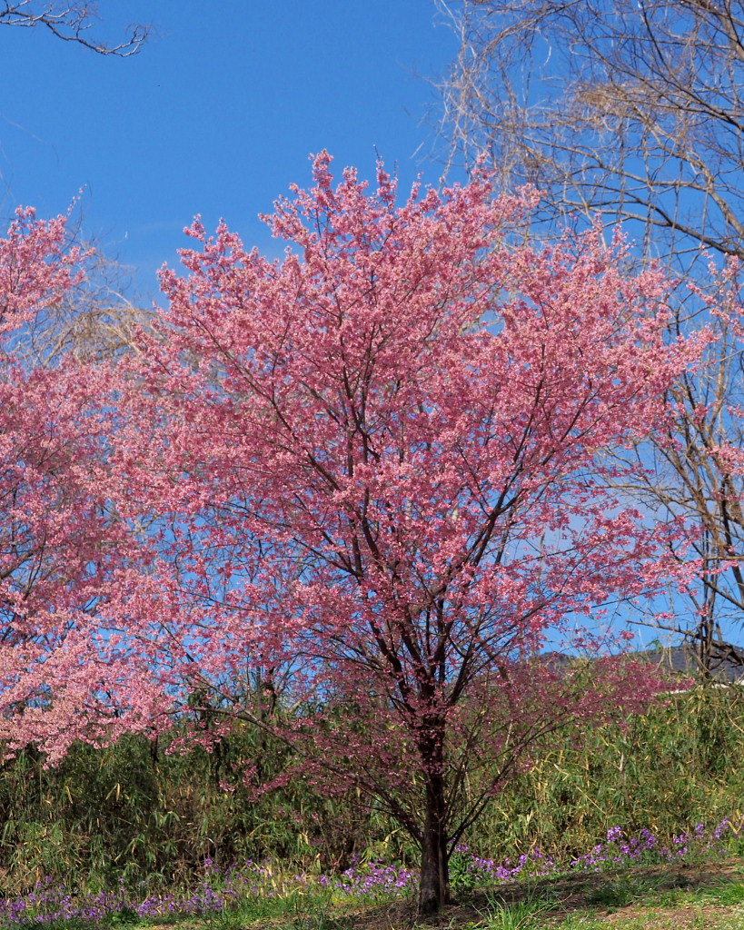 「ラブリバー親水公園うぬき」から 春の花_c0305565_17403268.jpg