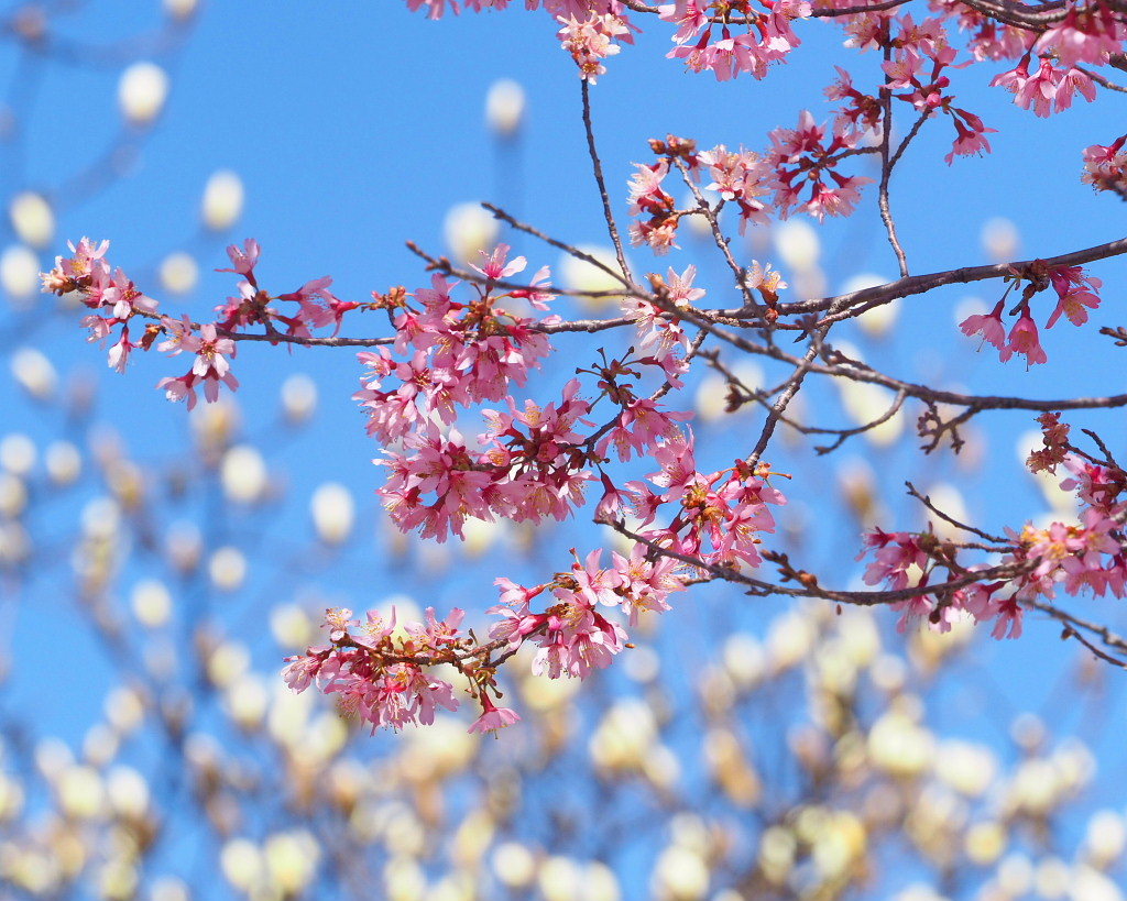 「ラブリバー親水公園うぬき」から 春の花_c0305565_17404923.jpg