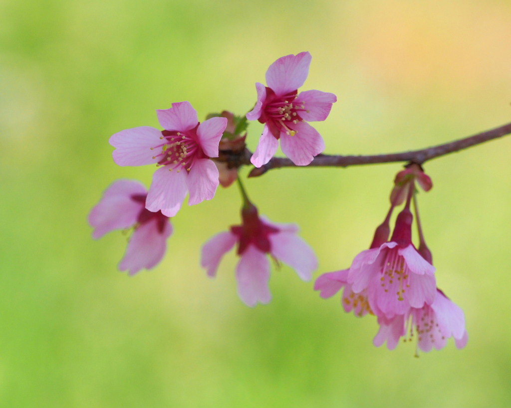 「ラブリバー親水公園うぬき」から 春の花_c0305565_17411082.jpg