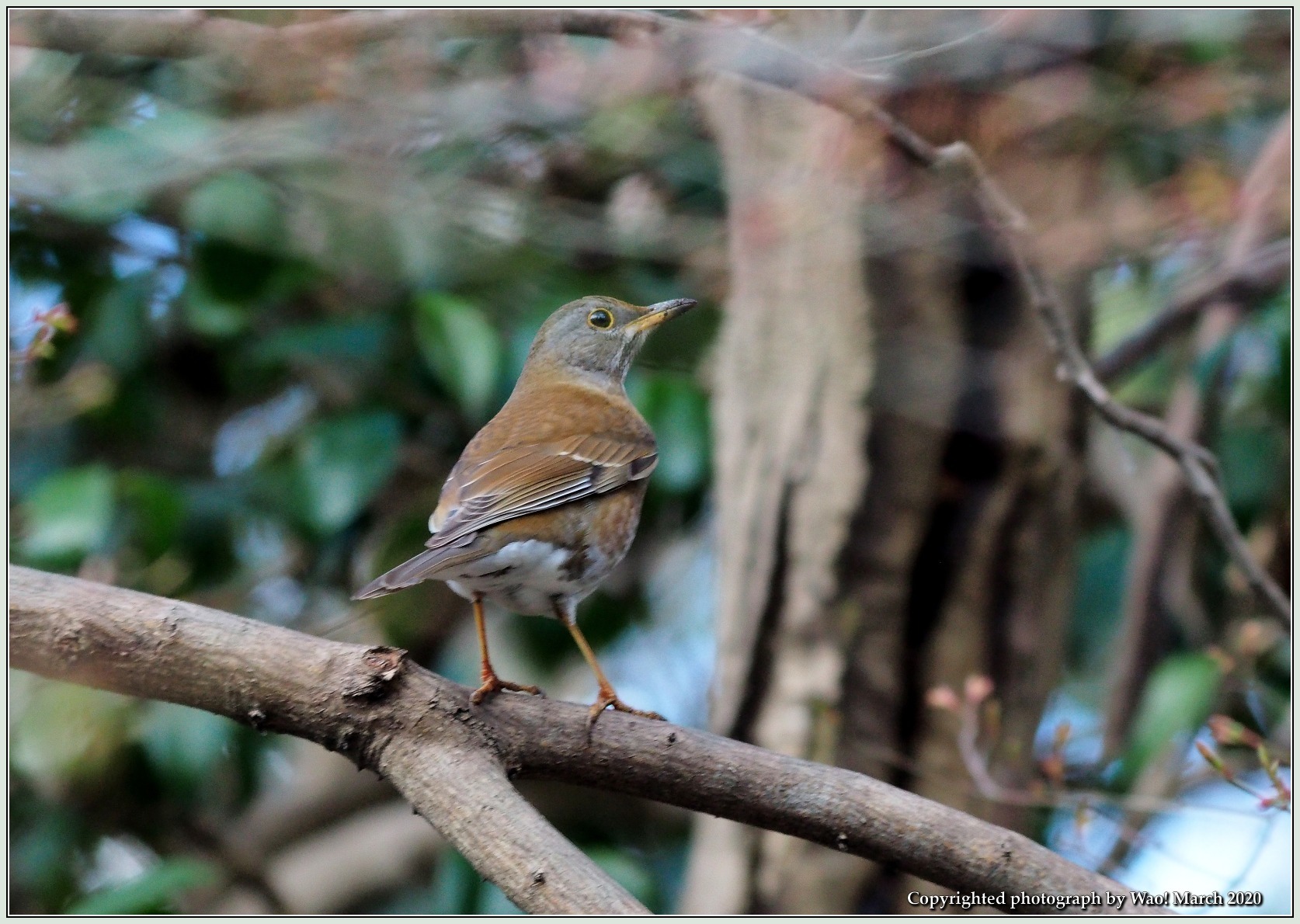 木の上にいるシロハラ 野鳥の素顔 野鳥と日々の出来事