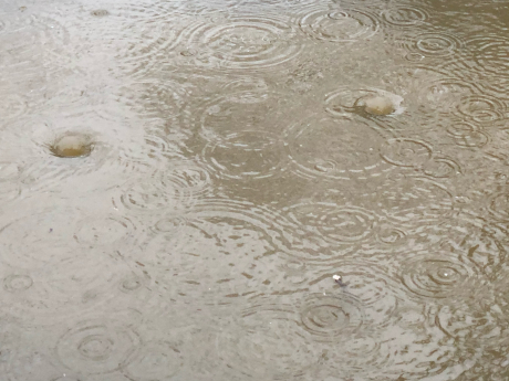 雨のお散歩_e0355177_13044467.jpg