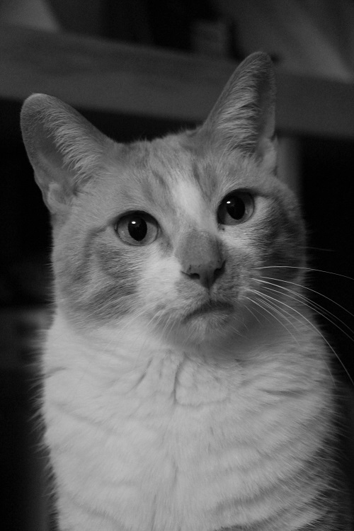 猫の気持_a0333195_20495775.jpg