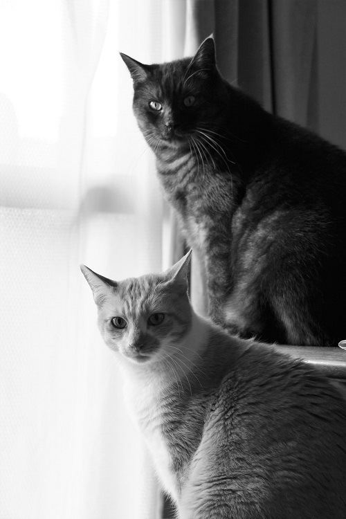 猫の気持_a0333195_20580897.jpg
