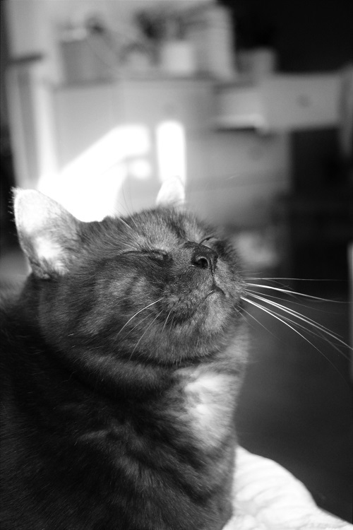 猫の気持_a0333195_20582926.jpg