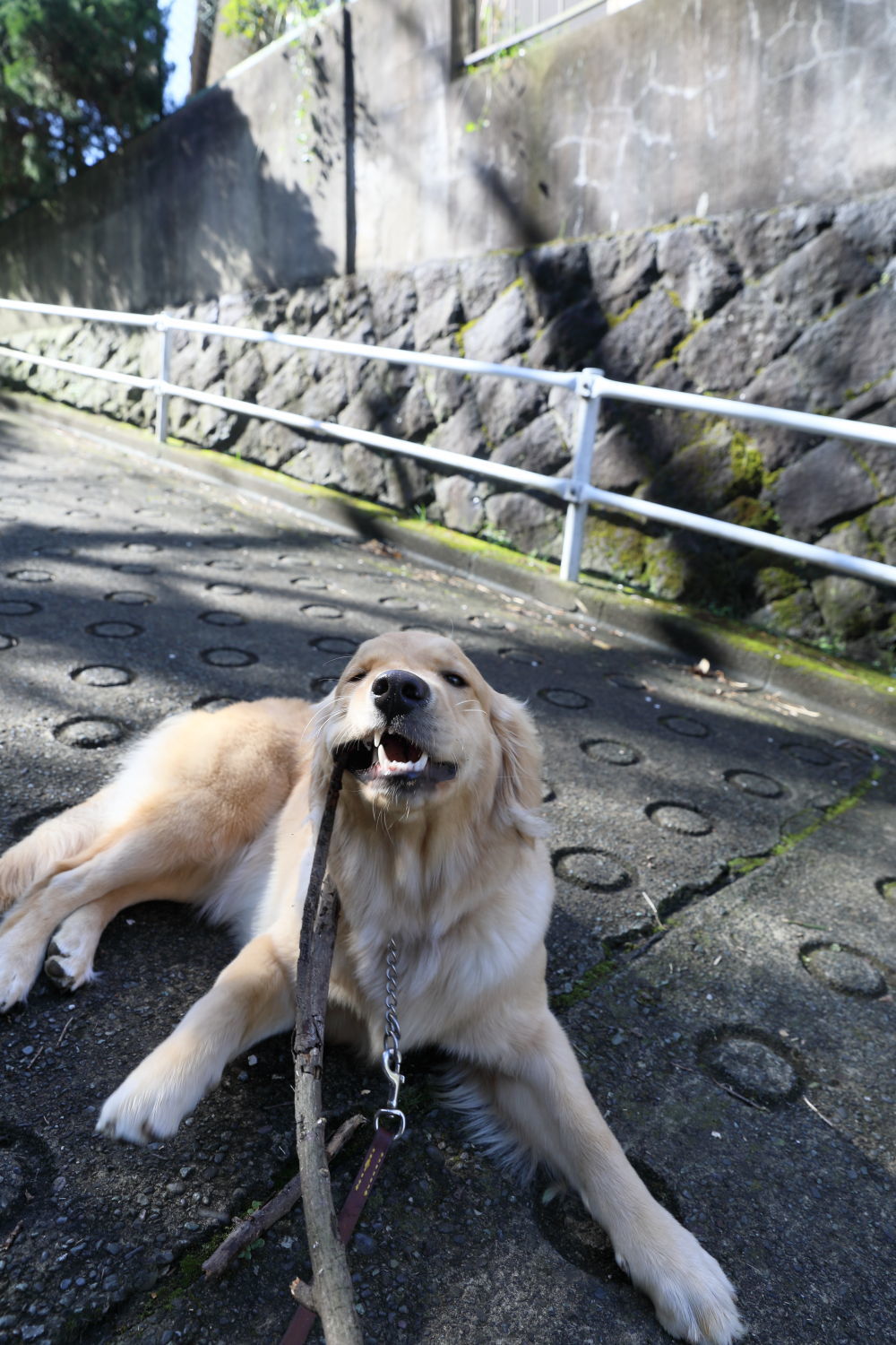 笑う犬 ハナ ララとお散歩