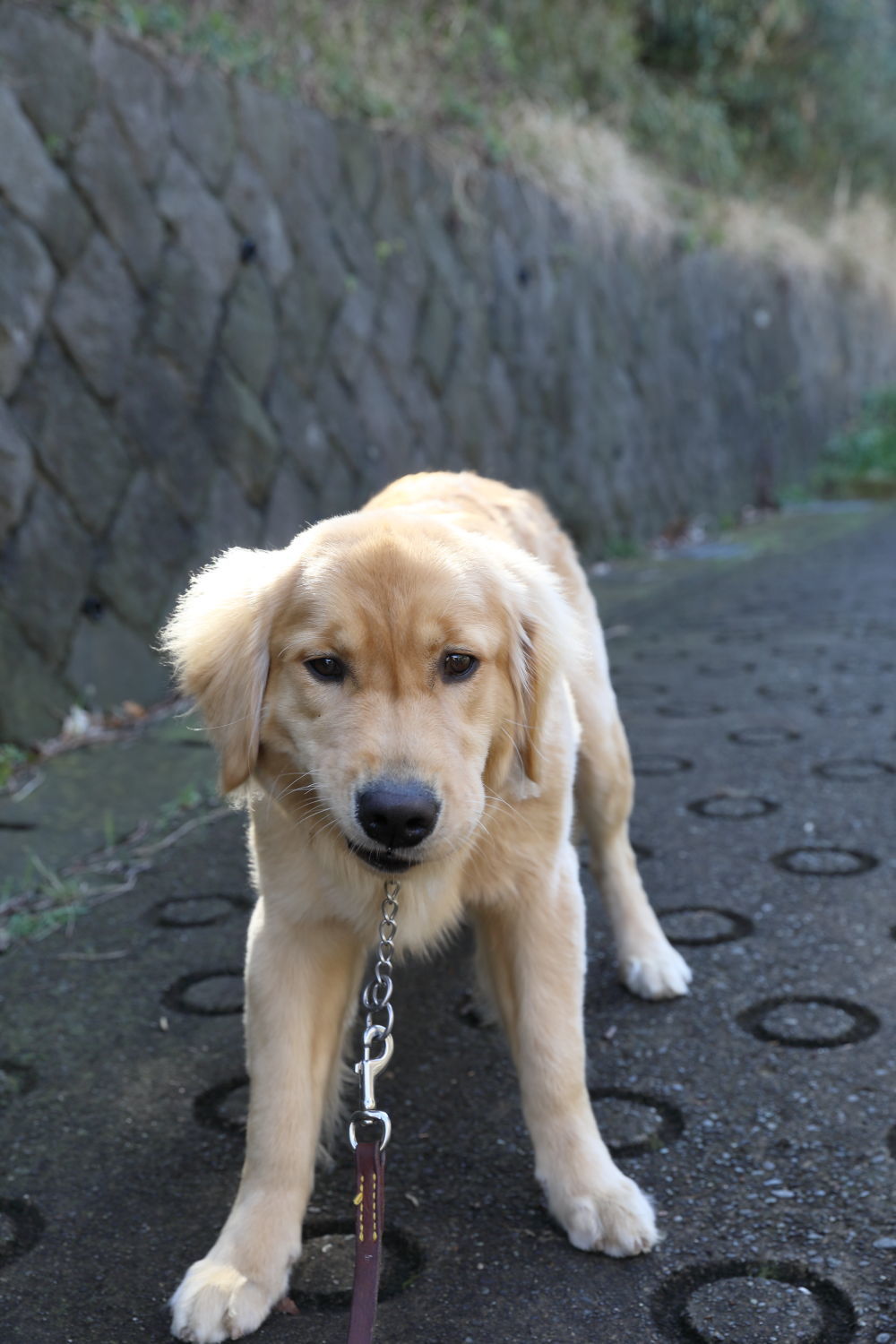 笑う犬 ハナ ララとお散歩