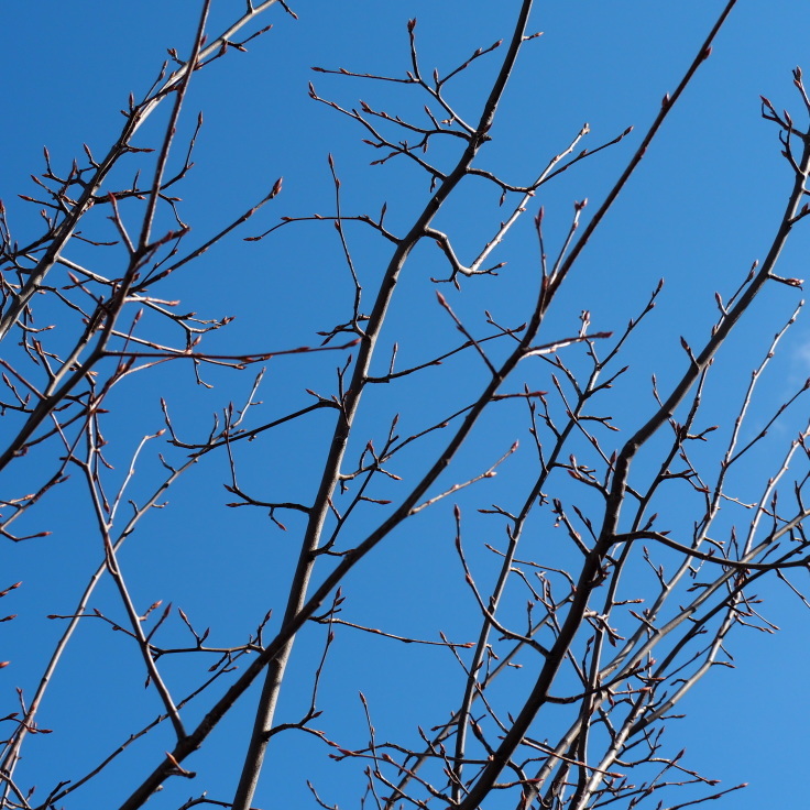 3月の青空とハーブの芽吹き_b0378101_22253082.jpg