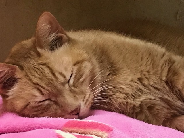 春眠。。_f0242002_19482550.jpg
