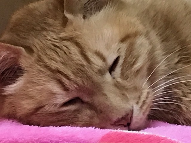 春眠。。_f0242002_19484107.jpg