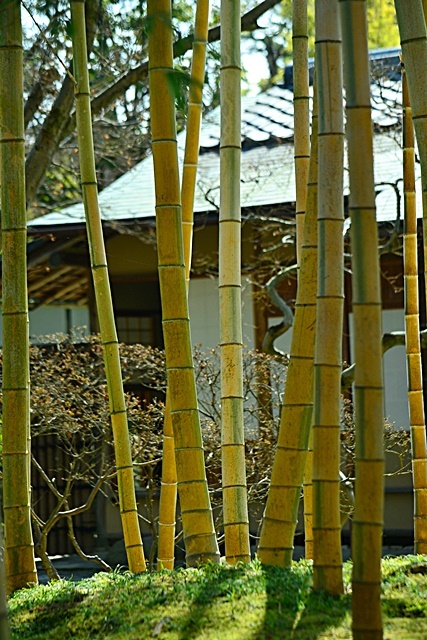 松花堂庭園 (Ⅰ) 苔と竹_a0240403_22041975.jpg