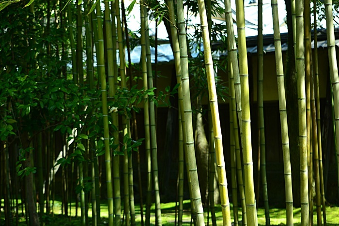 松花堂庭園 (Ⅰ) 苔と竹_a0240403_22051990.jpg