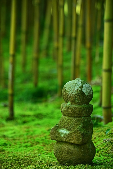 松花堂庭園 (Ⅰ) 苔と竹_a0240403_22052922.jpg