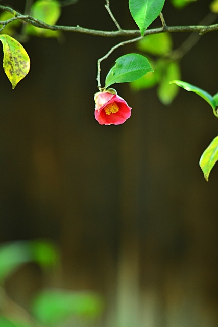 松花堂庭園 (Ⅰ) 苔と竹_a0240403_22053773.jpg