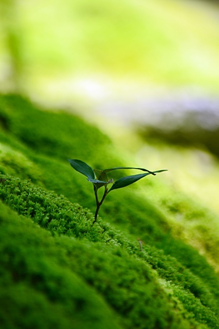 松花堂庭園 (Ⅰ) 苔と竹_a0240403_22054903.jpg