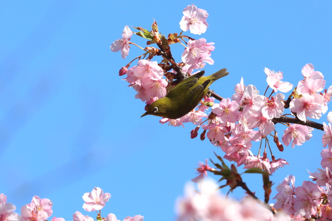 桜咲く里の風景 - 2019年・上越線 - _b0190710_22441799.jpg