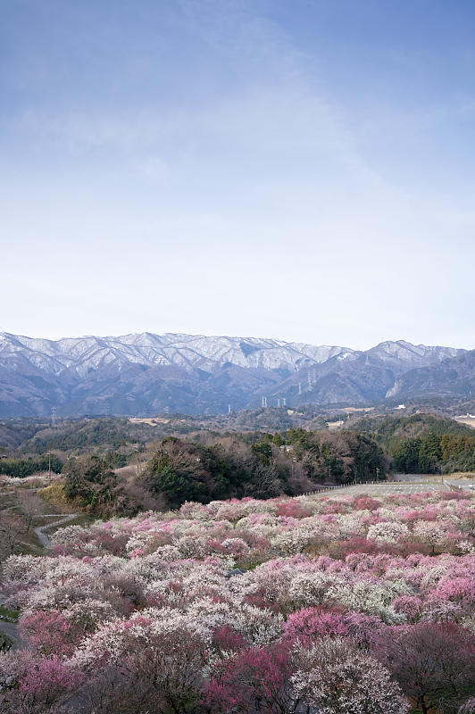 三重県いなべ市遠征・其の二 いなべ市農業公園 梅林公園_f0032011_20103365.jpg