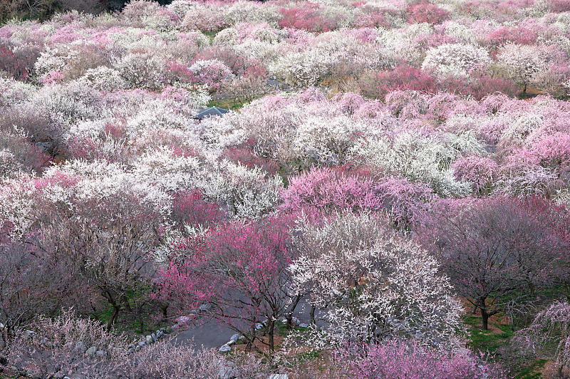 三重県いなべ市遠征・其の二 いなべ市農業公園 梅林公園_f0032011_20103370.jpg