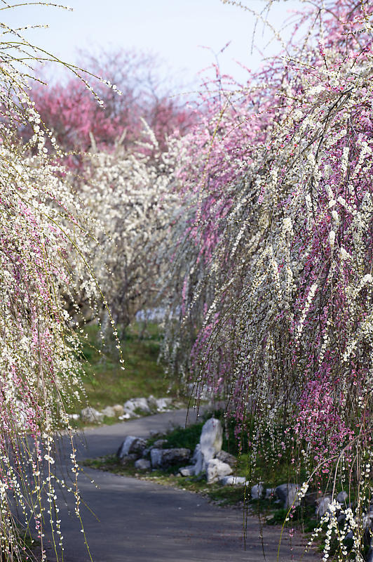 三重県いなべ市遠征・其の二 いなべ市農業公園 梅林公園_f0032011_20103422.jpg