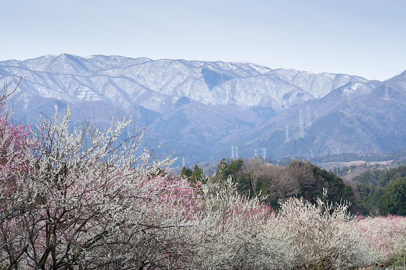 三重県いなべ市遠征・其の二 いなべ市農業公園 梅林公園_f0032011_20103439.jpg
