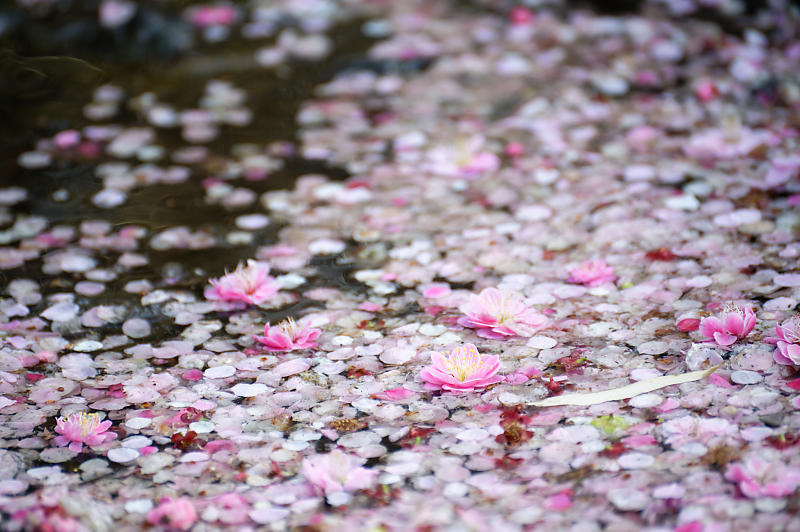 三重県いなべ市遠征・其の二 いなべ市農業公園 梅林公園_f0032011_20123235.jpg