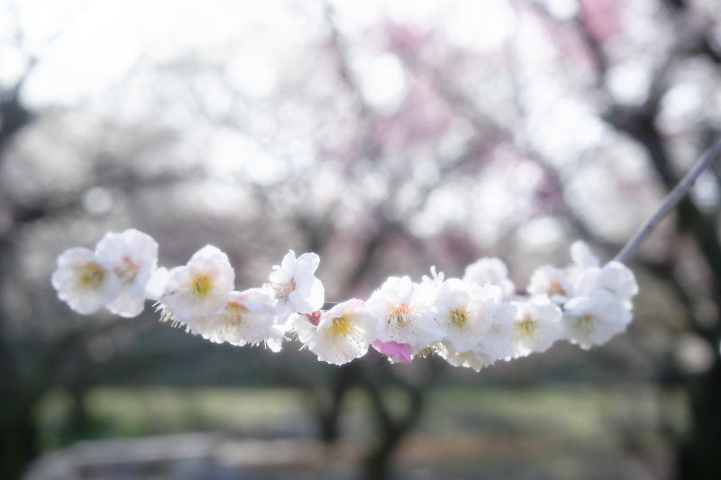 三重県いなべ市遠征・其の二 いなべ市農業公園 梅林公園_f0032011_20151696.jpg