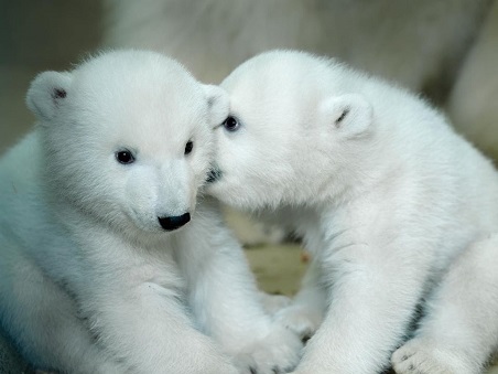 ドイツ・ブレーマーハーフェン臨海動物園の双子の赤ちゃんの名前の公募が始まる_a0151913_0201898.jpg