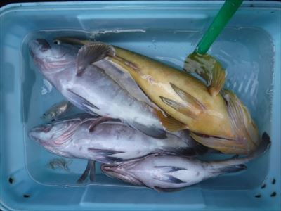 午前 ヒラメ / 午後 根魚_f0031613_19434230.jpg