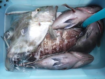 午前 ヒラメ / 午後 根魚_f0031613_19434452.jpg