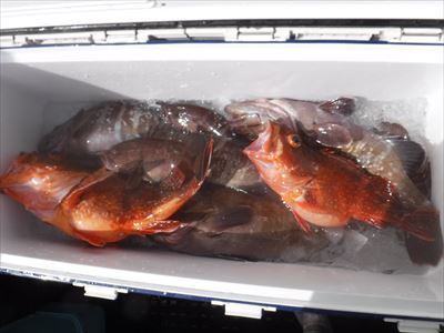 午前 ヒラメ / 午後 根魚_f0031613_19434819.jpg