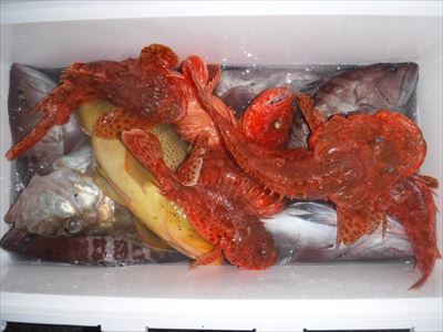 午前 ヒラメ / 午後 根魚_f0031613_19435155.jpg