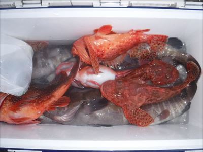午前 ヒラメ / 午後 根魚_f0031613_19435413.jpg
