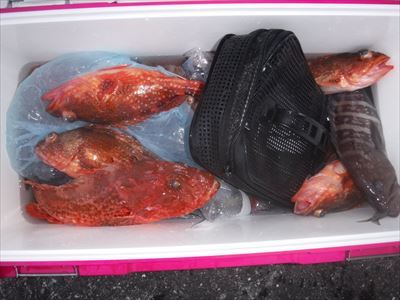 午前 ヒラメ / 午後 根魚_f0031613_19435740.jpg