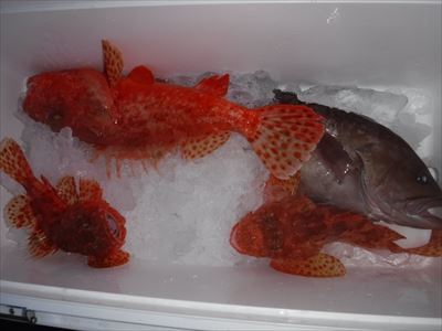 午前 ヒラメ / 午後 根魚_f0031613_19435997.jpg