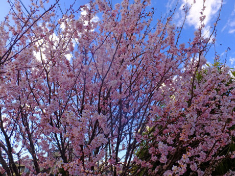 仁科乙女と近衛龍晴 3月12日 木 しんちゃんの七輪陶芸 12年の日常