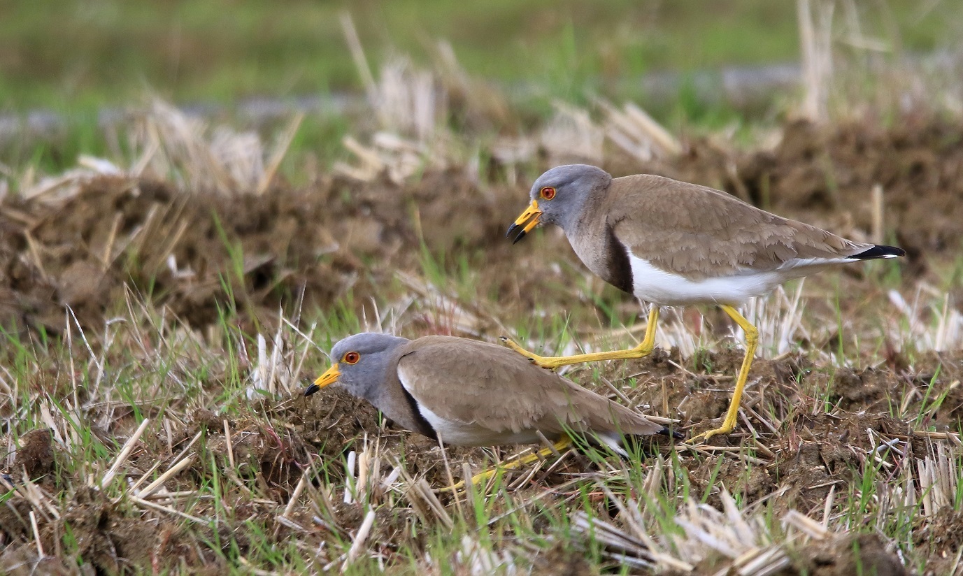 ケリの交尾 Akkyanの鳥撮リ行脚 ケリの交尾 Akkyanの鳥撮リ行脚