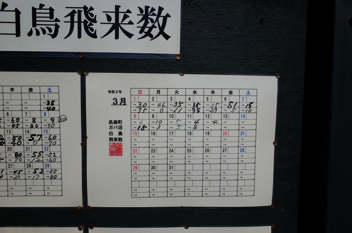 春の麗らの多々良沼。メジロが喜ぶ寒緋桜♪_a0031821_16074509.jpg
