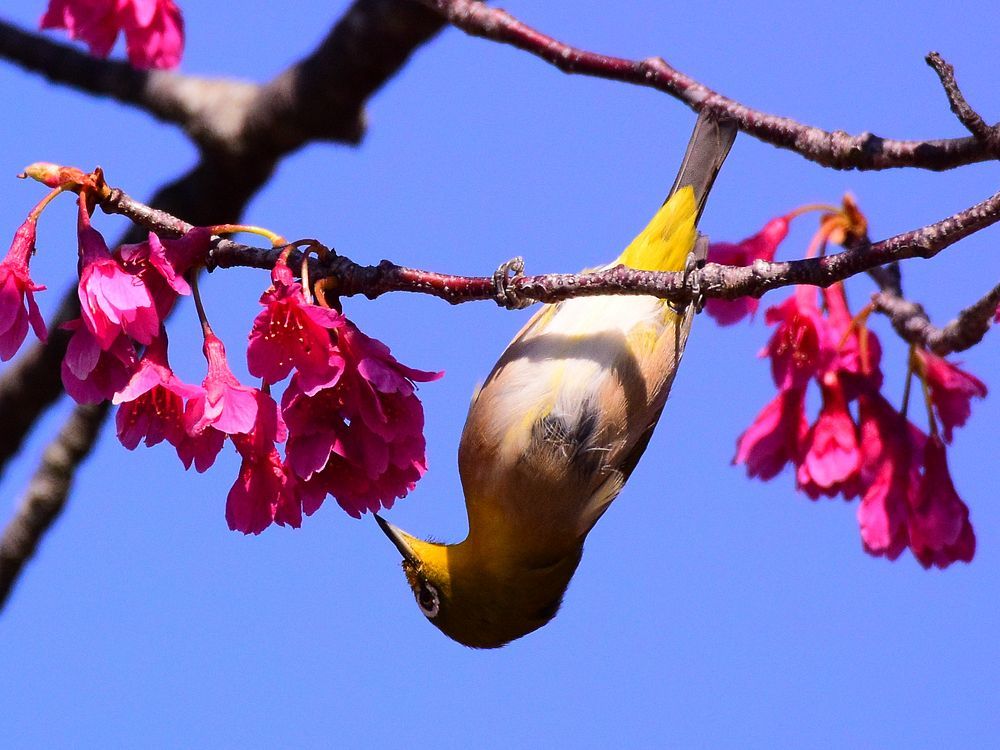 寒緋桜の猪口で飲む蜜の味は如何?♪_a0031821_22312891.jpg