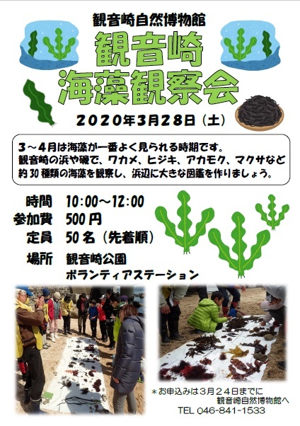海藻観察会_a0386621_09540007.jpg