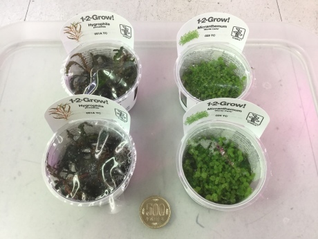 200312 熱帯魚 金魚 めだか 水草_f0189122_15355206.jpeg