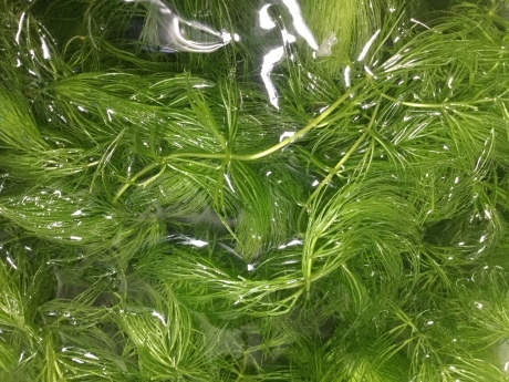 200312 熱帯魚 金魚 めだか 水草_f0189122_15415031.jpeg
