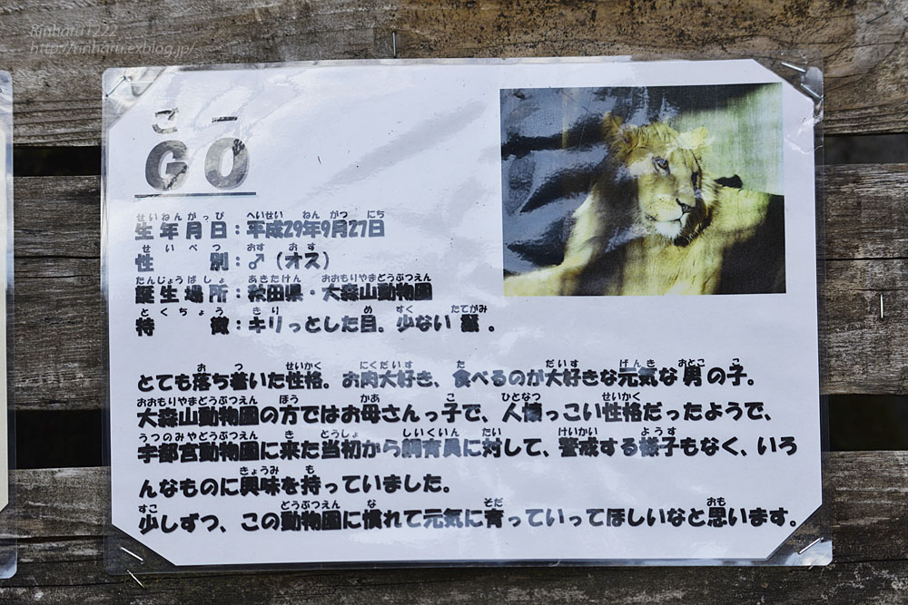 2020.2.29 宇都宮動物園☆ライオンのゴウくん【Lion】 : 青空に