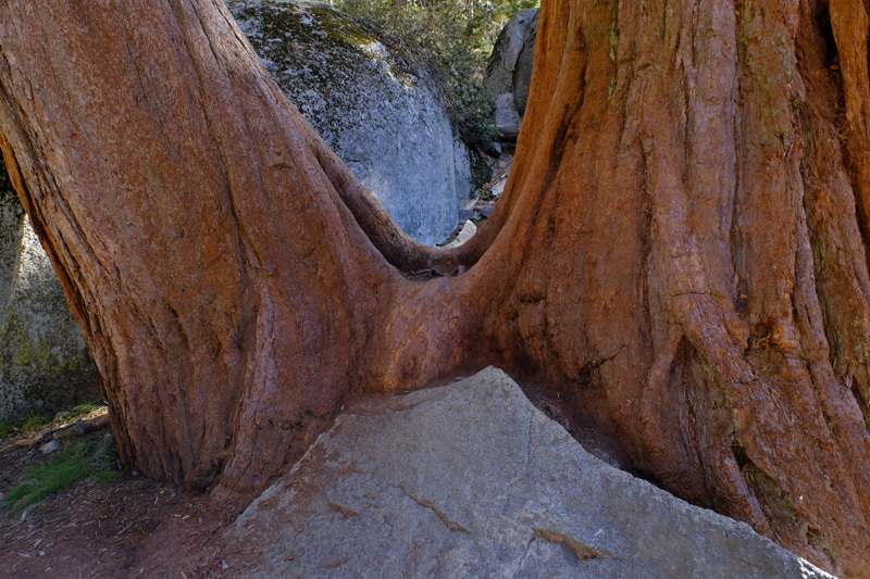 Sequoia National Park_a0291533_08363670.jpg