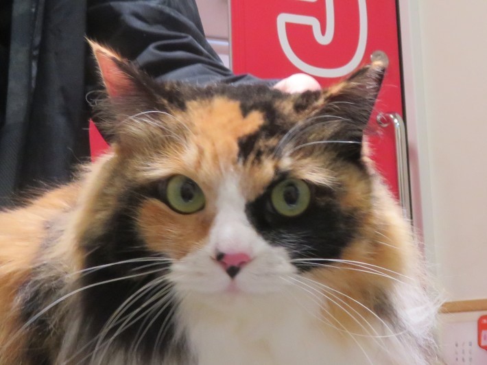 3 月 12 日の写真_c0174644_16365020.jpg