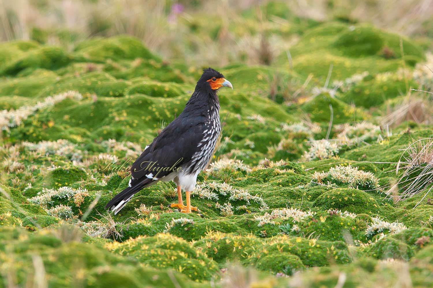 マダラコシジロカラカラ Carunculated Caracara ぼちぼち と 野鳥大好き O