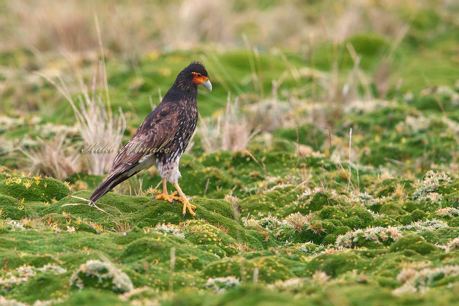 マダラコシジロカラカラ Carunculated Caracara ぼちぼち と 野鳥大好き O