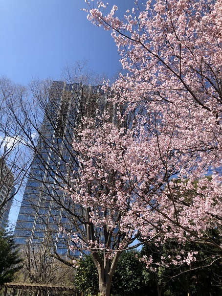 桜と金柑とジェノワーズ_b0060363_18162332.jpeg