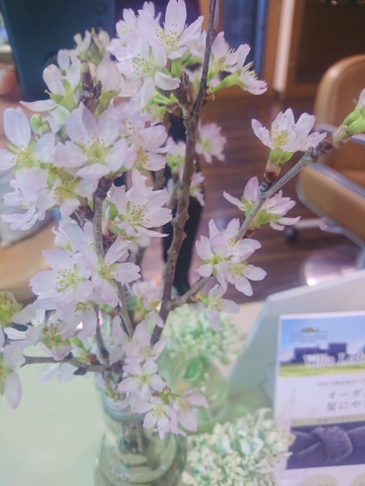 ちっちゃいけど桜が咲きました🌸_a0272765_16391275.jpg