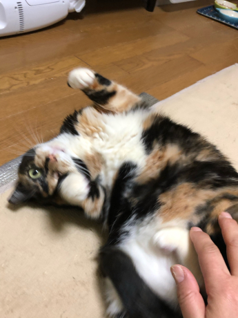 咲ちゃん、心境の変化?_e0355177_15264666.jpg